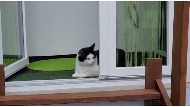 Дары природы!Природа щедро делиться с нами своими дарами.Уже поспела кислица,черешня,пшеница,рожь.. смотреть онлайн