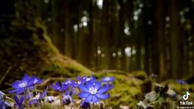 мое любимое произведение для саксофона "Маленький цветок" смотреть онлайн