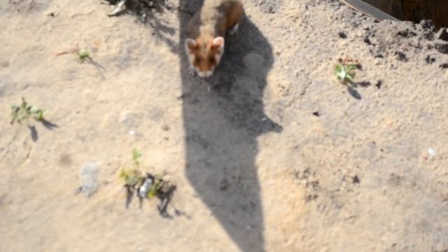 Спасение хомяка, (rescue hamster) с Хэппи-эндом смотреть онлайн