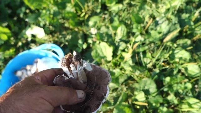 ГРИБНАЯ ПЛАНТАЦИЯ.Шампиньоны во дворе смотреть онлайн