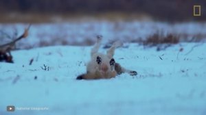 Настолько Неожиданных Случаев с Животными Вы еще не Видели