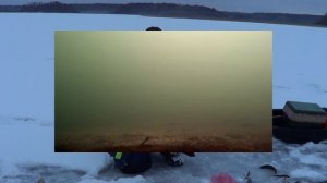 Как ловить плотву, чебака зимой? Тонкости ловли плотвы со льда зимой. Прикормка плотвы зимой.