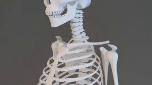 Human Skeleton 3D Model