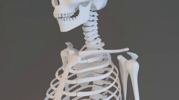 Human Skeleton 3D Model