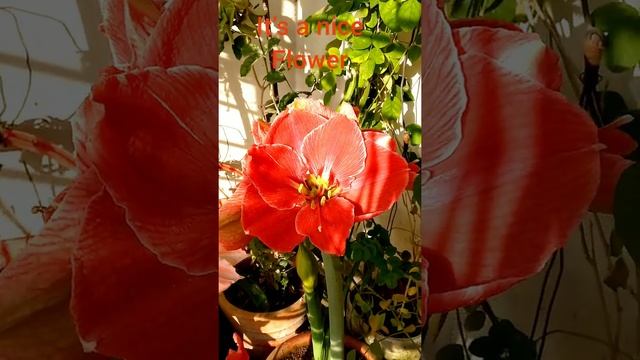 Amaryllis lily/Amaryllis Magical touch/এমারিলিস লিলি смотреть онлайн