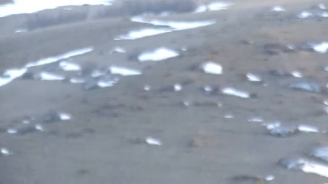 Гончие "Ирмиса" и "Квалиса" гонят зайца.часть 5 смотреть онлайн