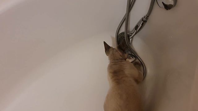 Devon Rex: Ignacy perkusista смотреть онлайн