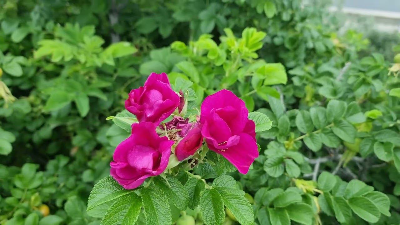 Тюмень 14 июля 2024 смотреть онлайн