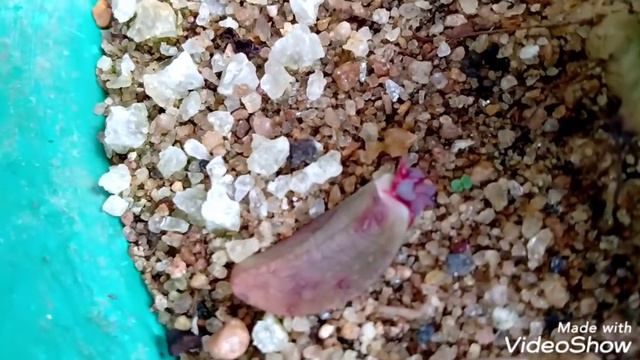 20 echeverias de fácil cultivo parte 1 + dicas смотреть онлайн