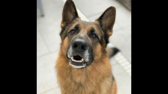 ?ЛАЙ ЗЛОБНОЙ СОБАКИ?РАЗОЗЛИЛИ СОБАКУ?