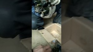 Установка тнвд газель cummins 2.8 продолжение