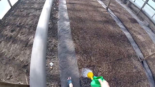 Трудовые будни капельный полив, рассада арбуза