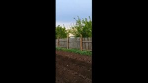 Посадка картошки мотоблоком Ока на жигулевских  колёсах
