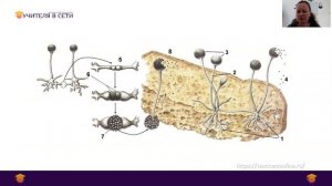 Грибы. Размножение. Развитие грибов. Классификация грибов.