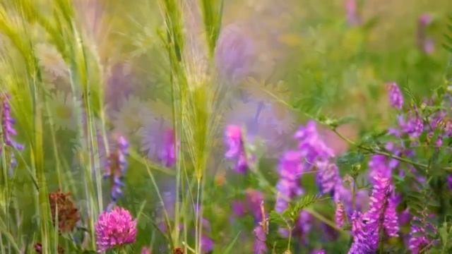 С Днём рождения, Александра Павловна! смотреть онлайн