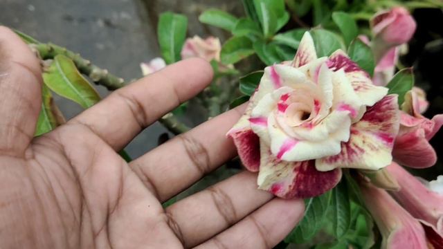 spectacular adenium flowers/Adenium - desert Rose.. смотреть онлайн