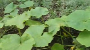 Огурец Кустовой неправильные семена