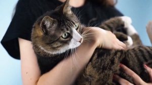 Стиральная машина Gorenje WNEI72SB 7 кг. Плюсы и минусы