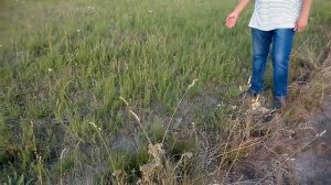 Как победить хвощ ! Страшная тайна !