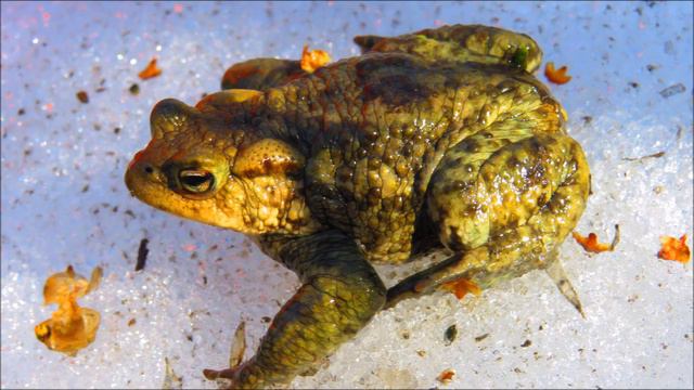 ТРИ ЖЕЛАНИЯ