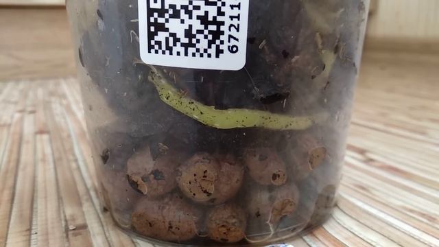 ПОЛОЖИ орхидеи 1/20 ЛОЖКУ этого! орхидеи ОЖИВУТ! почки ПРОБУЖДАЮТСЯ! орхидеи ОБОЖАЮТ борную кислоту смотреть онлайн