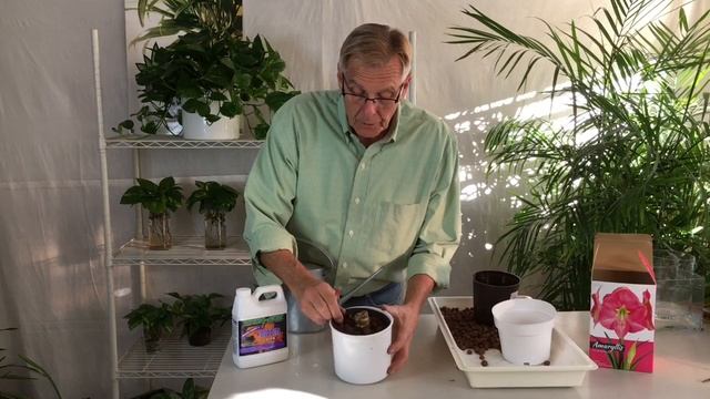 Growing Amaryllis with Hydroponics - It's Fun and Easy! смотреть онлайн