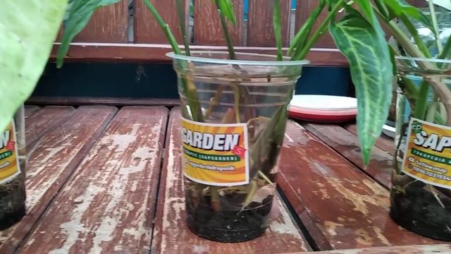 Syngonium Water Propagation - Dunia Cindi смотреть онлайн