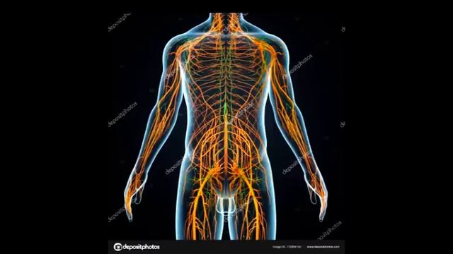 Если сломана лимфа система, то другие очистительные органы сильно перегружаются 2024 Ольга Бутакова смотреть онлайн