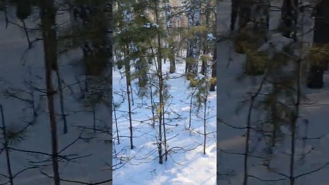 Жировка лося зимой смотреть онлайн