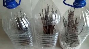 Размножение Тамарикса