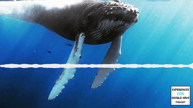 How To Swim With Humpback Whales In The Dominican Republic | Experiences You Should Have Podcast
