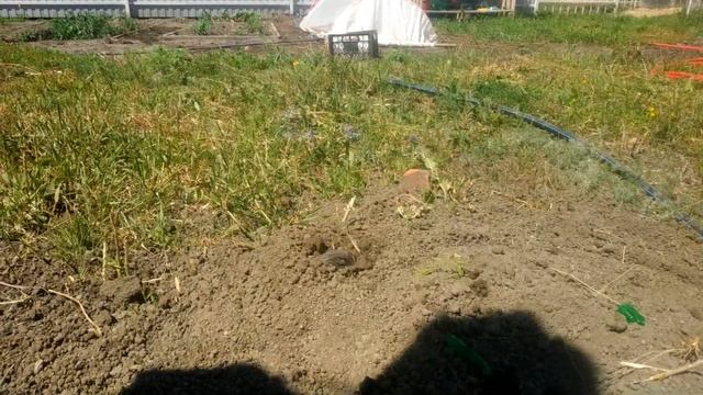 Как поймать крота слепыша за одну минуту живым на огороде! Самый эффективный способ! смотреть онлайн
