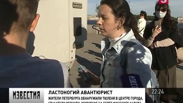 Тюлень в центре Петербурга смотреть онлайн