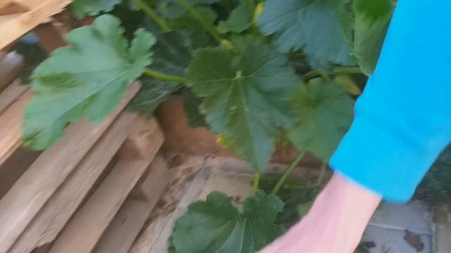 СРОЧНО СДЕЛАЙТЕ ЭТО С КАБАЧКАМИ В ИЮЛЕ, АВГУСТЕ ДЛЯ УВЕЛИЧЕНИЯ УРОЖАЯ! УХОД ЗА КАБАЧКАМИ В АВГУСТЕ! смотреть онлайн