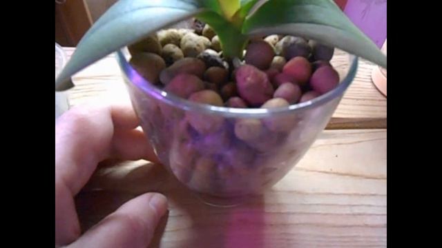 Цветет орхидея онцидиум Twinkle / Немного красоты смотреть онлайн