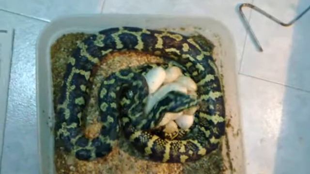 puesta python cheynei смотреть онлайн