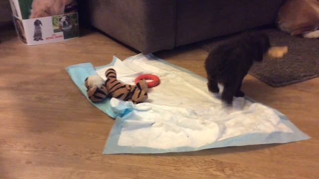 Щенок замочил курицу смотреть онлайн