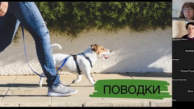 Эфир с кратким обзором амуниции для собак, Ольга Кажарская и Вероника Куликова смотреть онлайн