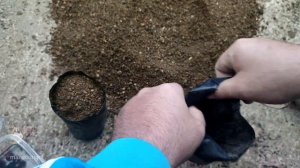 How to Grow Loquat fruit seeds (Eriobotrya japonica)