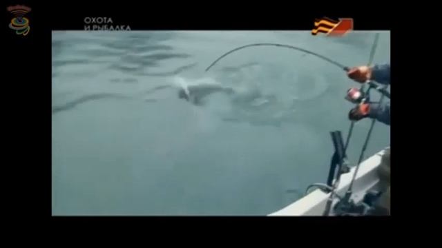 БАЛЬШИЕ СОМЫ ЕВРОПЫ АХОТА 2016 смотреть онлайн