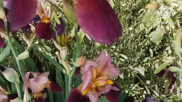 Марина Иванова.Артист обнулится и затеряется на просторах Европы.Интересно на чей хвост теперь?