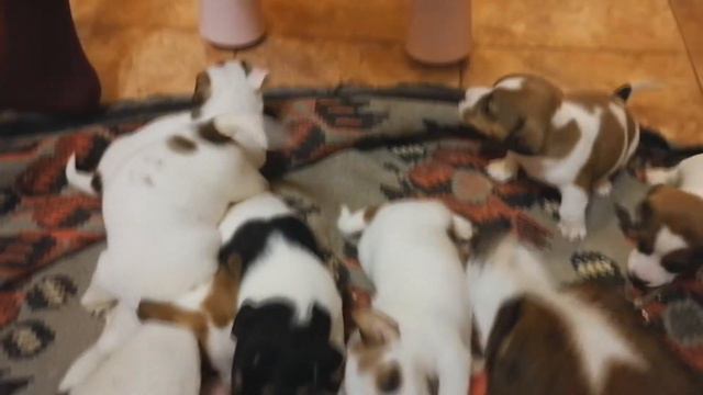 СОБАКИ ЧЕЛЛЕНДЖ | НАШИ ЩЕНКИ РАСТУТ И ИГРАЮТ | Катя смотреть онлайн