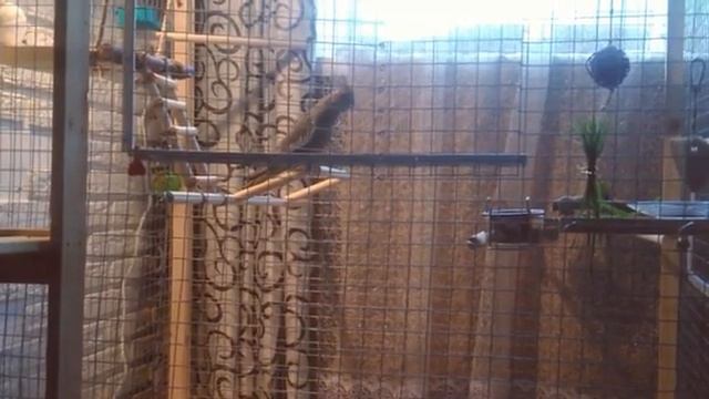 Что делает попугай когда ему скучно смотреть онлайн