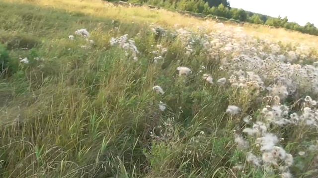 Мы на рыбалке! наша река Кунара в Тыгише! Сплошные поклёвки карпят! смотреть онлайн