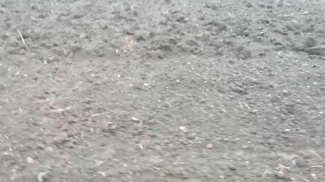 малина Амира, Краснодарский край, ноябрь ??? смотреть онлайн