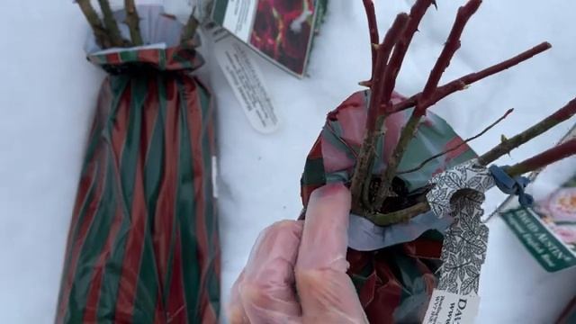 Сравнение лицензионных саженцев Девида Остина из разных питомников. Покупка в Подворье смотреть онлайн