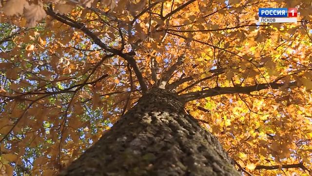 Тур на Двоих: Бежаницы 08.12.2018 смотреть онлайн
