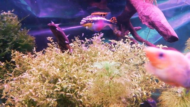 Pelvicachromis Pair With Fry