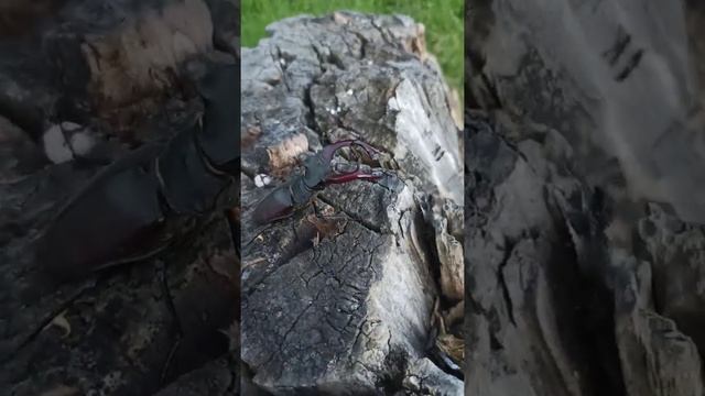 лпх наташкино. жук оленьи рога смотреть онлайн