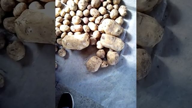 Картошка гигант 20 см в длинну вес900 грамм смотреть онлайн